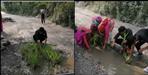 People planted paddy on the road in Someshwar