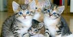 Family feud over kittens in Dehradun