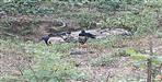 Car Falls Into Ditch In kotdwar