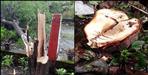 Smugglers steal sandalwood trees in Ramnagar