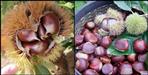 Benefit of Chestnut fruit uttarakhand