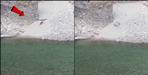 Marchula Crocodile Point video goes viral