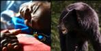 Bear attacked woman in Chamoli Malli village