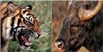 Bull saves life from tiger in Corbett National Park video