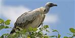 White Tailed White Vulture in Uttarakhand