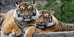 Two tigers were seen in Kotdwar Dalla area