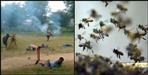 Bees attack during a cricket match in Haridwar