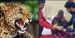 leopard attack on 3 people in almora dwarahat