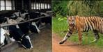 Tiger killed 8 cow in Nainital Ramnagar