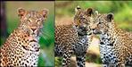 Three leopards seen in Pithoragarh Kusauli village