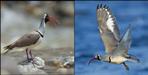 Ibisbill Bird in Uttarakhand Harshil Valley