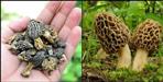 All you need to know about Gucchi Vegetable most expensive vegetable