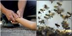 Bees attack on family in Champawat