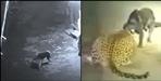 Fight video between pet dog and leopard in Champawat