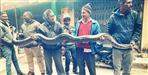 ALMORA SALT BLOCK 14 FOOT LONG PYTHON