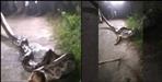 python swallowed the dog in haridwar