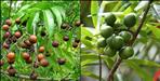 Rudraksha forest in Kothar village of Rishikesh
