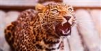 fear of male leopard in almora ranikhet