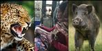 Leopard and wild boar in Pithoragarh