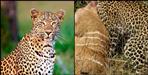 Leopard attack on two cow in guptakashi kurni