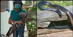 Snakes found in haldwani