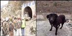 Dog waiting for his master in chamoli apda