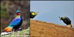 Monal bird group seen in chopta uttarakhand
