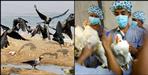 Risk of bird flu in Uttarakhand