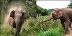 Elephants destroy crops in fields in Haridwar