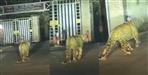 Leopard in Nainital DSB College Campus