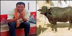 Farmer dies due to buffalo in Nainital