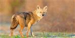 jackal attacked people in haldwani village