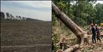 41000 Trees Cut in Haldwani Sparks Environmental Concerns