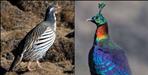 Himalayan Birds Recorded Above Known Elevation Limits in Gangotri