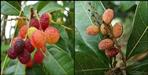 Benefits of kafal fruit of uttarakhand