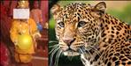 Leopard attack on 2 year old kid Anshu in Pithoragarh Gangolihat