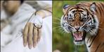 Leopard killed girl in champawat
