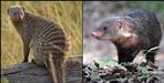 Crab Eating Mongoose in Uttarakhand