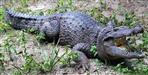 Haridwar Giant crocodile in the village
