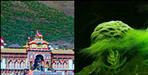 Rare microscopic algae found in Badrinath Naradkund