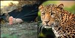 Leopard attack on bike rider woman in Uttarkashi