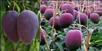 Thailand Black Strong Mango in Uttarakhand