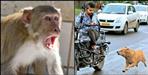 monkey and stray dogs case Hearing in Uttarakhand High Court