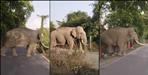 Wild Elephant Causes Panic on Road in Rishikesh IDPL Area