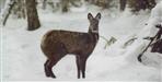 Musk deer seen in Chopta range