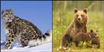 Snow Leopard and Brown Bear seen in Gangotri National Park