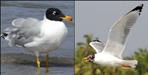 Rare Pallas gull was spotted in Kosi River in Ramnagar