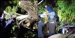 2 people died due to falling of tree in Tanakpur of Champawat
