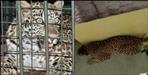 Leopard captured in cage in bhimtal