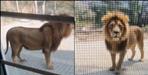 AI-Generated Lion Sparks Panic After Workers Upload Fake Video to Get Leave